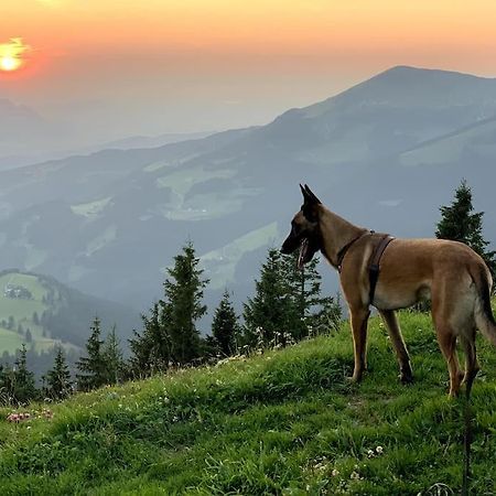 Urlaub Mit Hund Im Salzburger Land Leilighet Wegscheid Eksteriør bilde