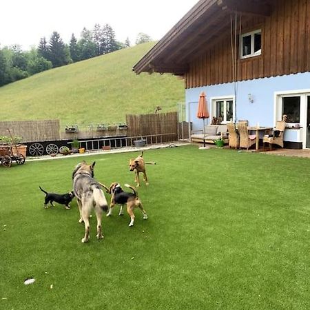 Urlaub Mit Hund Im Salzburger Land Leilighet Wegscheid Eksteriør bilde