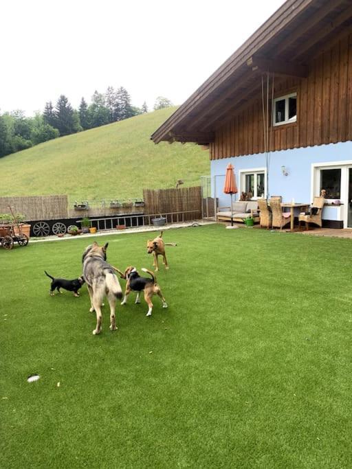 Urlaub Mit Hund Im Salzburger Land Leilighet Wegscheid Eksteriør bilde